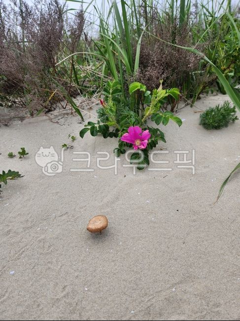 flower,꽃,sand,musheroom,버섯,모래
