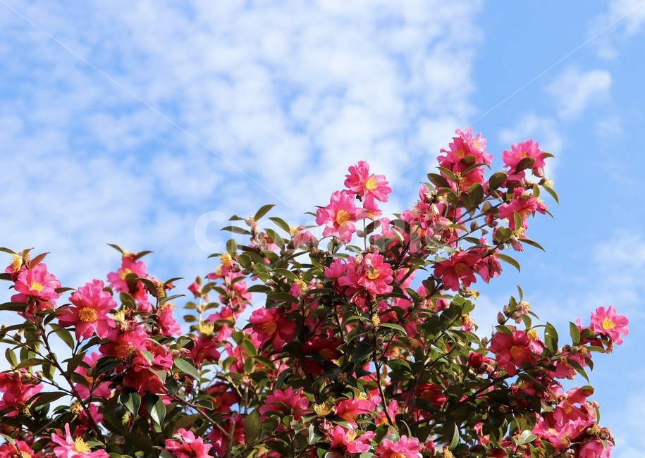camellia,sky,하늘,동백,동백꽃,꽃,식물,plant,flower