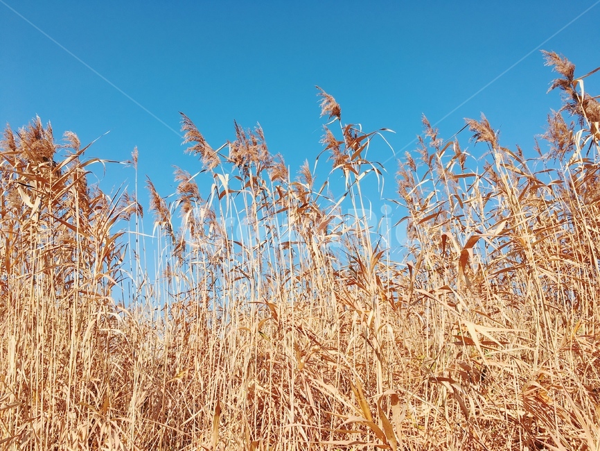 갈대,억새,가을,풍경,자연,식물,plant,grass,autumn,fall,nature,outdoors,가을,계절,fall,autumn,season,잔디,lawn