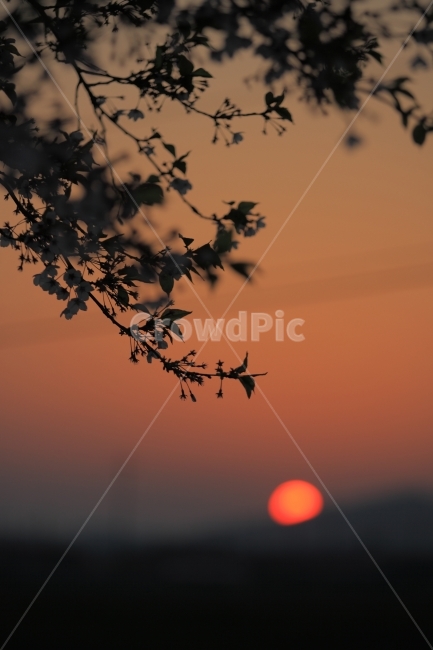 봄,석양,벚꽃,일몰,하늘,풍경,자연,풍경,nature,landscape,감성,sensible,feeling,leaf,잎,plant,식물,outdoors,옥외