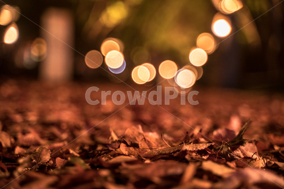 가을,단풍,조명,빛,낙엽,길거리,보케,갈색,밤,저녁,야경,길,autumn,fall,light,maple,maples,road,night,street,가을,계절,fall,autumn,season,야경,밤,풍경,nightscape,night,landscape,감성,sensible,feeling,soil,흙