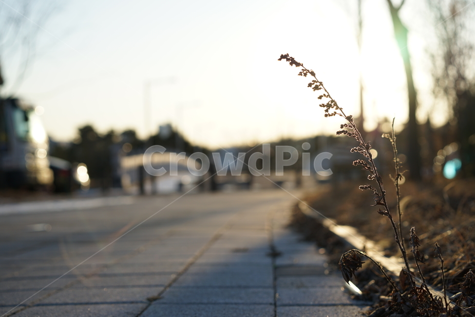 풍경사진,풍경,일상,거리,길,나무,계절,잎,느낌,감성,감성사진,일상사진,식물,자연,실루엣,바람,날씨,봄,봄,계절,spring,season,식물,자연,plants,nature,grass,잔디,plant