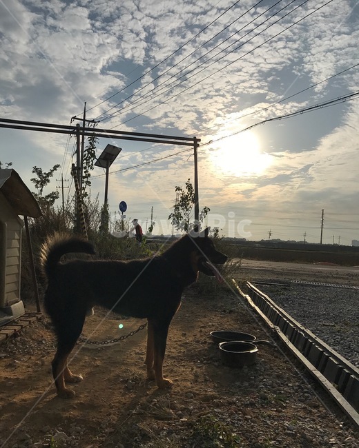 개,시골,풍경,노을,빈티지,동물,animal,포유류,mammal,개,강아지,dog,doggy