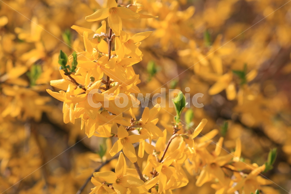 plant,식물,꽃,개나리,flower,봄,만개,노란색
