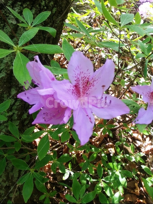 꽃,봄꽃,철죽,분홍꽃,야생화