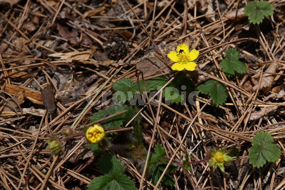 야생화,주왕산꽃,양지꽃,potentilla,노랑꽃,봄꽃,식물,자연,plants,nature,꽃,flower