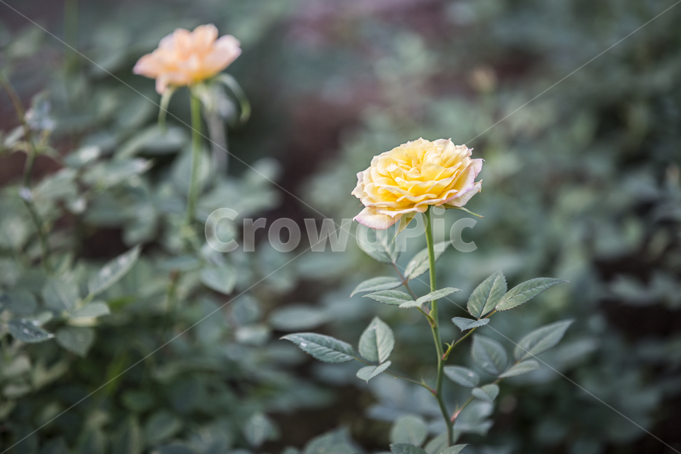 장미,꽃,플라워,꽃말,사랑,flower,rose,로즈,식물,정열,식물,자연,plants,nature,꽃,flower