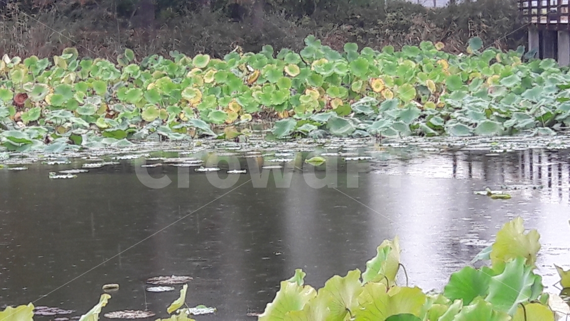 연잎,연꽃,빗방울,물,가을,자연,풍경,nature,landscape,plant,식물