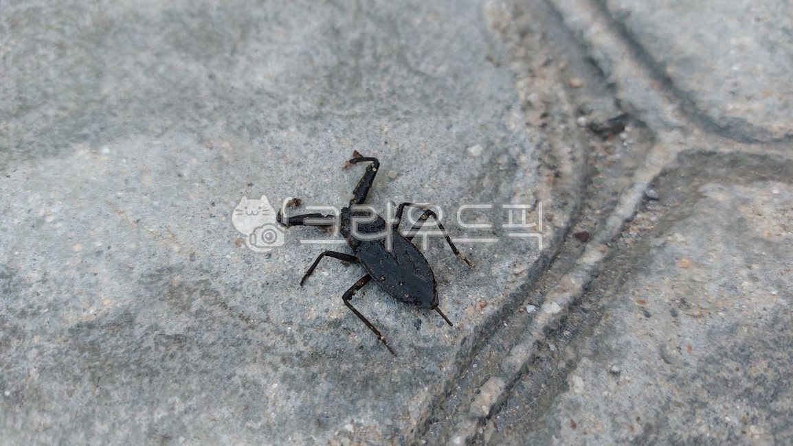 물장군,물장군과,물장군속,deyrolli,animal,동물,insect,곤충,invertebrate,무척추동물