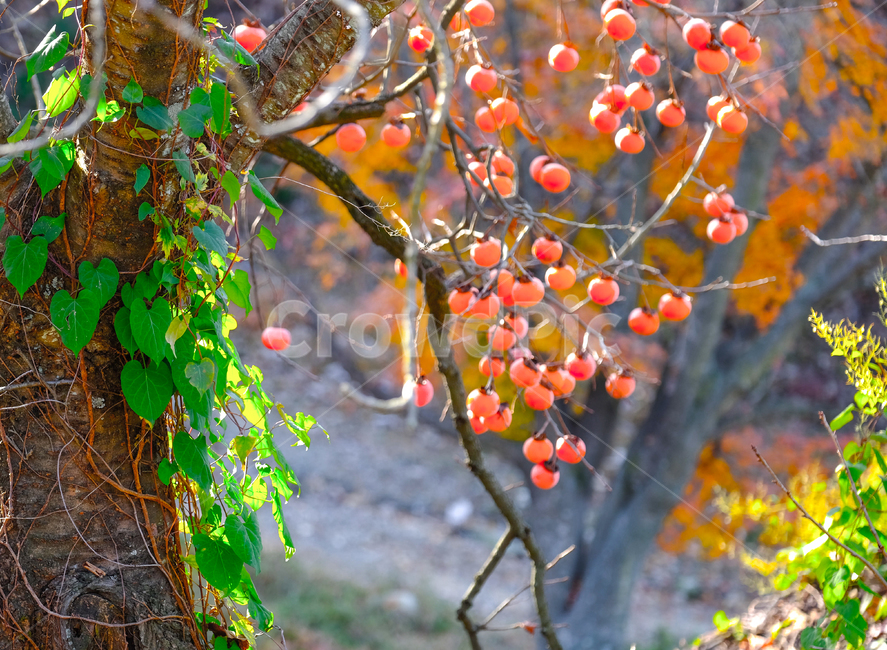 가을,감,햇살,나무,자연,풍경,식물,자연,plants,nature,나무,trees,wood,과일,열매,fruit