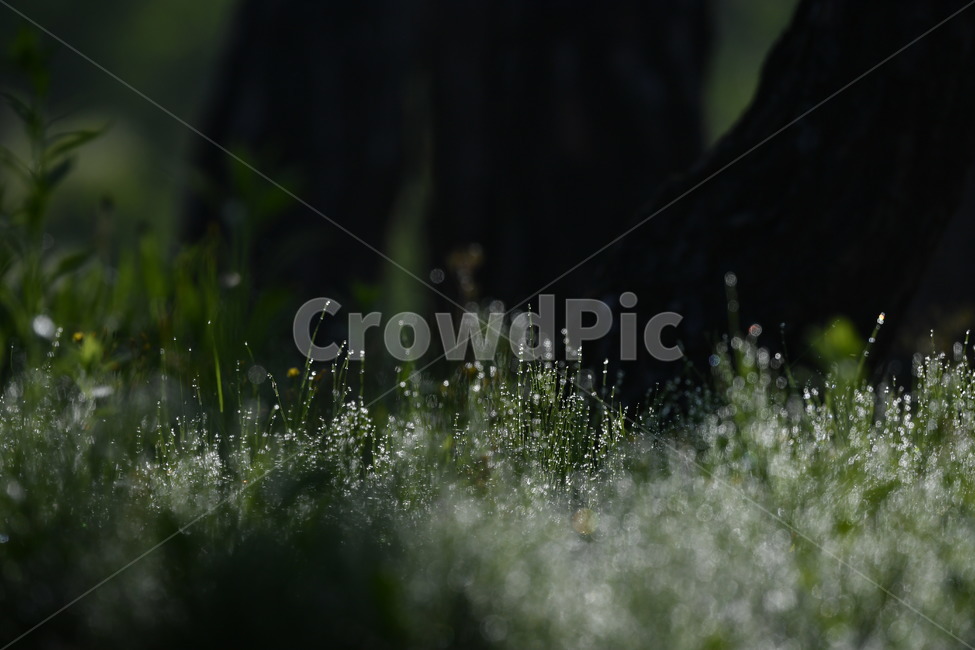 식물,꽃,자연풍경,감성사진,봄,5월,이슬,아침,식물,자연,plants,nature,꽃,flower