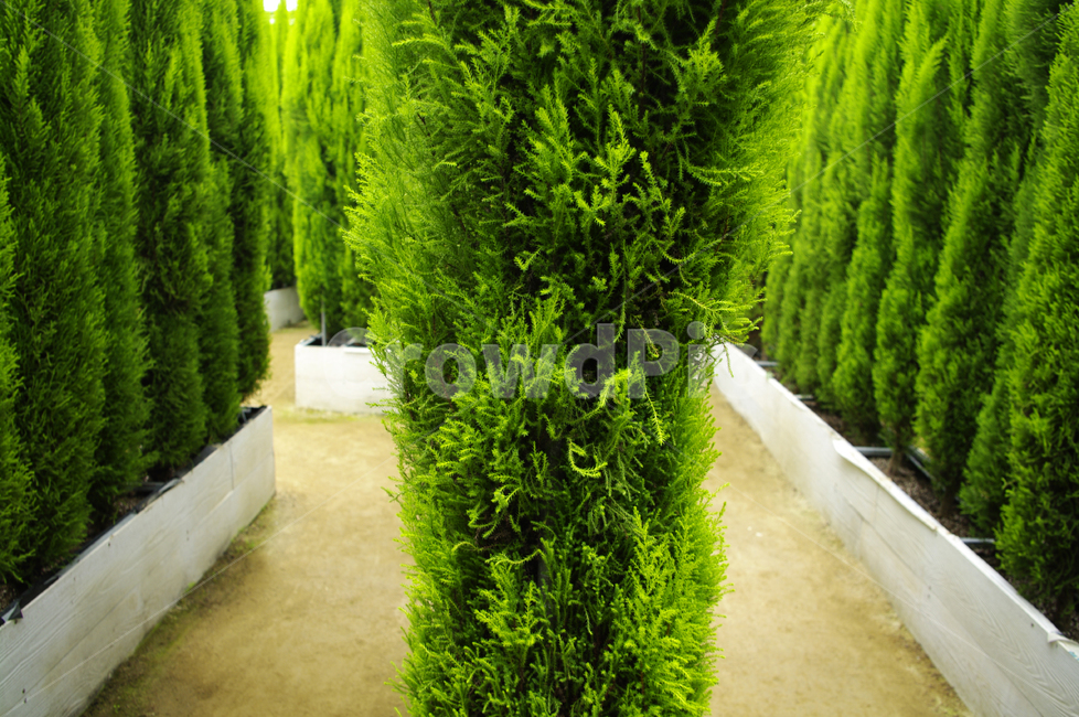 율마,초록,식물,plant,color,식물,자연,plants,nature