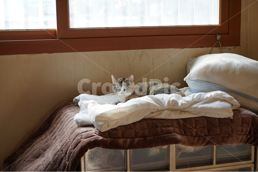 고양이,장농위,이불위,햇빛,집고양이,응시,주시,동물,animal,포유류,mammal,고양이,cat,kitten,kitty
