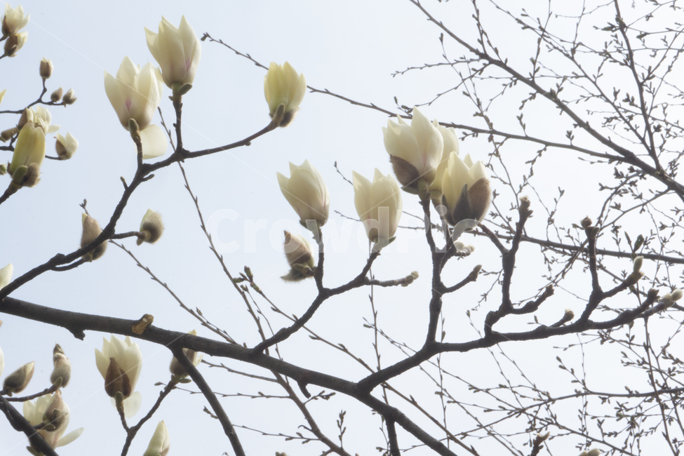꽃,꽃봉오리,봄,나무,자연,봄,계절,spring,season,식물,자연,plants,nature,꽃,flower,animal,동물,bird,새