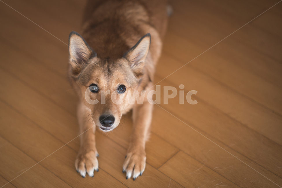 멍멍이,강아지,개코,월월이,dog,댕댕이