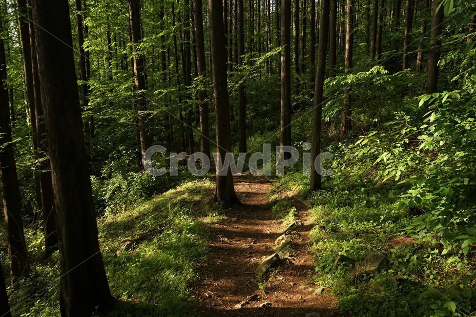 숲,나무,초록,신록,숲길,자연,숲그늘,nature,woods,green,forest,햇빛,늦은오후,힐링,치유,relaxation,healing,숲그림자,forestbathing,freshness,trail,fall,walkway,trees,season,stroll,park,sunshine,그림자,shadow,landscape,healingforest,배경화면,자연풍경,에코,배경,배경사진,자연,풍경,nature,landscape,plant,식물,tree,ground,바닥,vegetation,초목,outdoors,옥외,woodland,삼림지,land,땅,path,통로