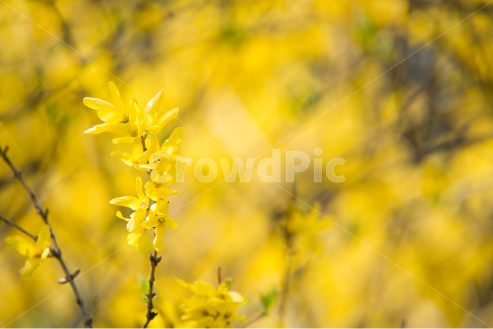 개나리,노랑,꽃,자연,나무,봄,계절,spring,season,식물,자연,plants,nature,꽃,flower,감성,sensible,feeling