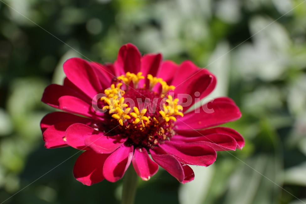 백일홍,가을,꽃잎,flower,plant,식물,자연,plants,nature,꽃,flower