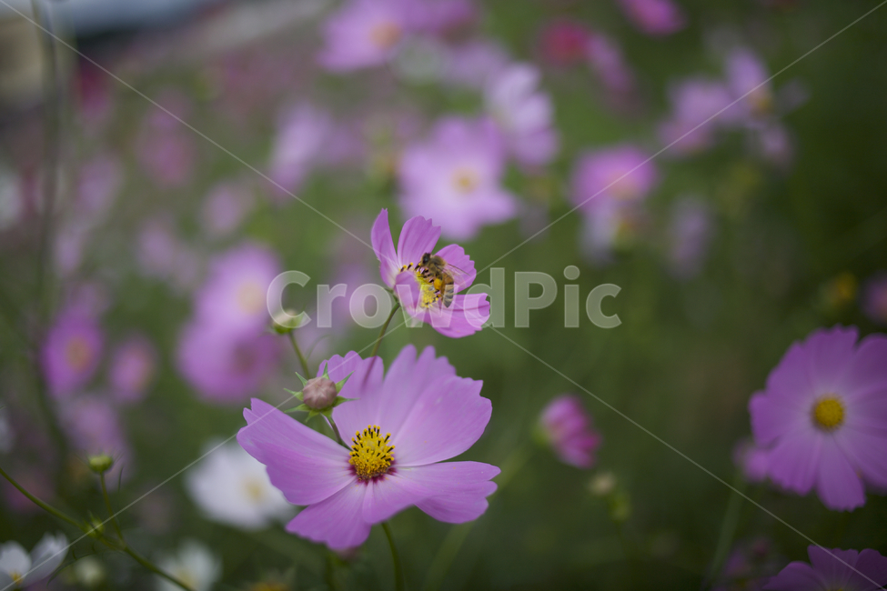 꽃,꽃밭,꿀벌,벌,flower,식물