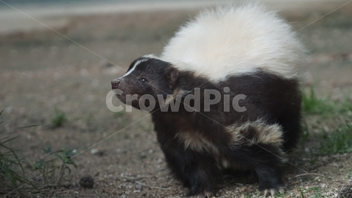 스컹크,줄무늬스컹크,냄새,방귀,동물,애니멀,동물원,animal,동물,animal,포유류,mammal