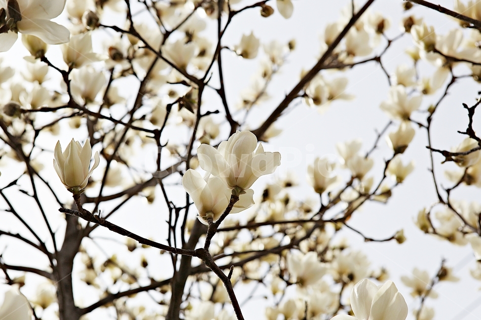 spring,magnolia,Bomgot,nature,plant,Magnolia,white magnolia,flower