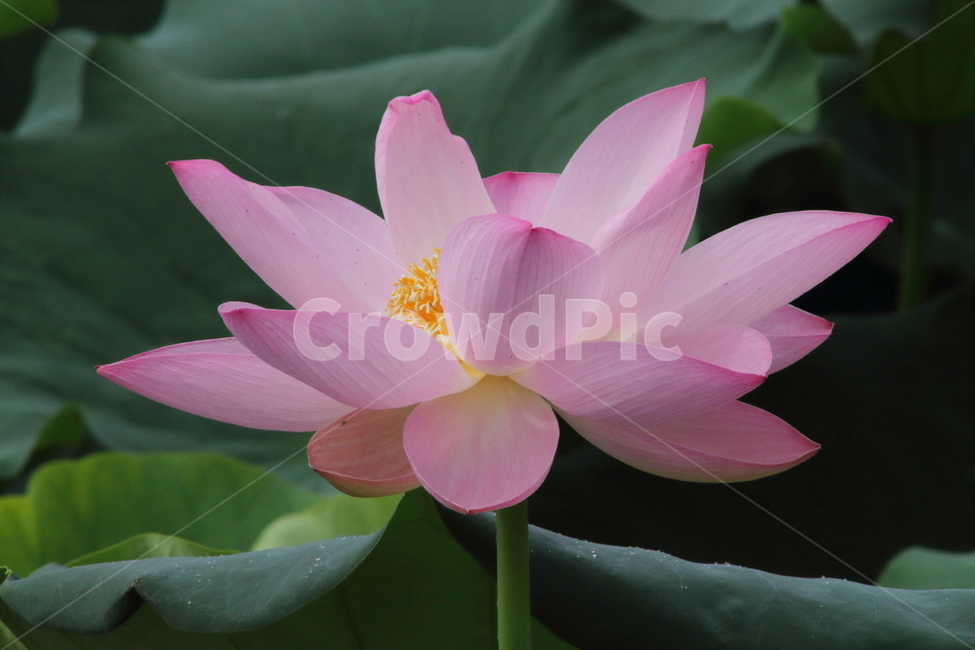 연,꽃,식물,자연,lotus,식물,자연,plants,nature,꽃,flower
