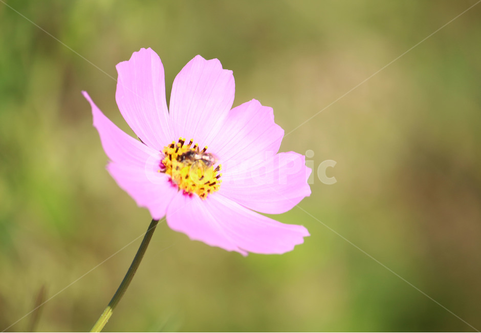 코스모스,가을,꽃,길거리,분홍꽃,가을,계절,fall,autumn,season,식물,자연,plants,nature,꽃,flower,plant
