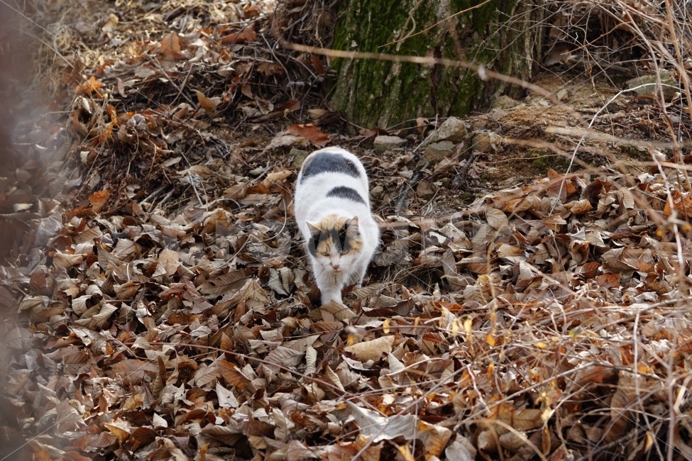 고양이,길고양이,들고양이,삼색고양이,삼색털고양이,흰고양이,사료,먹이,멸치,동물,낙엽,이파리,산,산길,산기슭,산보,산책,cat,animal,동네,마을,식물,나무,자연,숲,숲속,동물,animal,고양이,cat,kitten,kitty,포유류,mammal