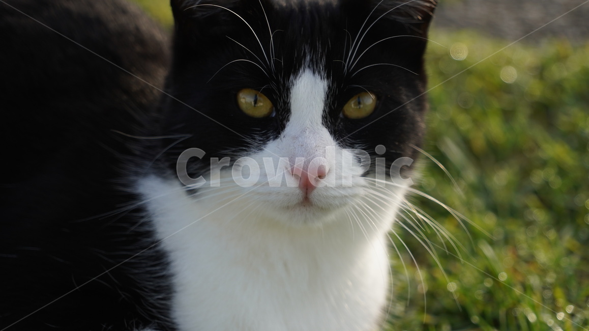 고양이,길고양이,고양이얼굴,cat,애완고양이,검정고양이,동물,animal,포유류,mammal,고양이,cat,kitten,kitty