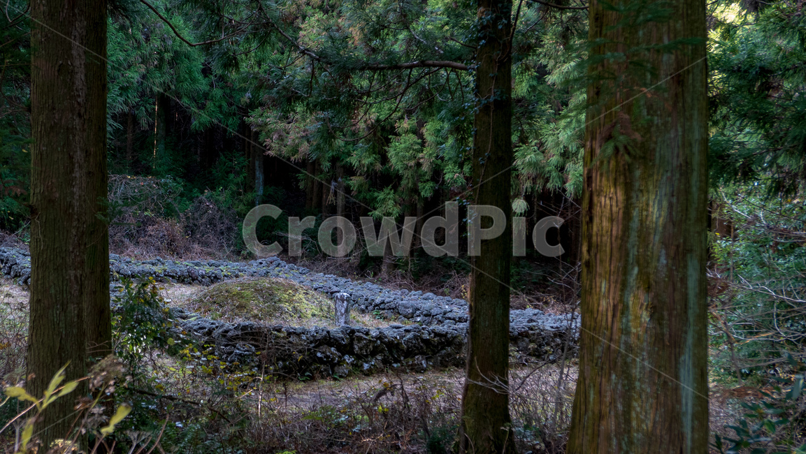 산담,무덤,산소,제주문화,장례,funeral,jejuculture,culture,sandam,woods,wood,crave,jeju,jejudo,vegetation,초목,outdoors,옥외,woodland,삼림지,forest,숲,nature,자연,작은숲,grove,풍경,scenery,사려니숲길,treetrunk,나무,tree,식물,plant,나무줄기