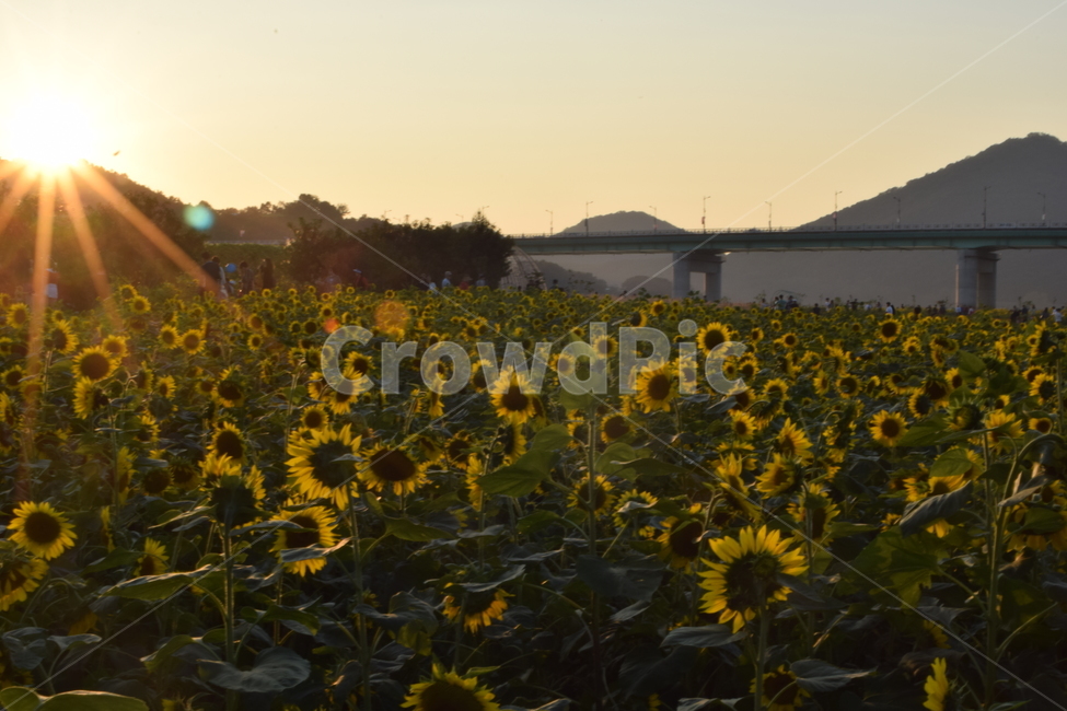 볕,노오란,가을길,운치있는,풍경,식물,자연,plants,nature,꽃,flower