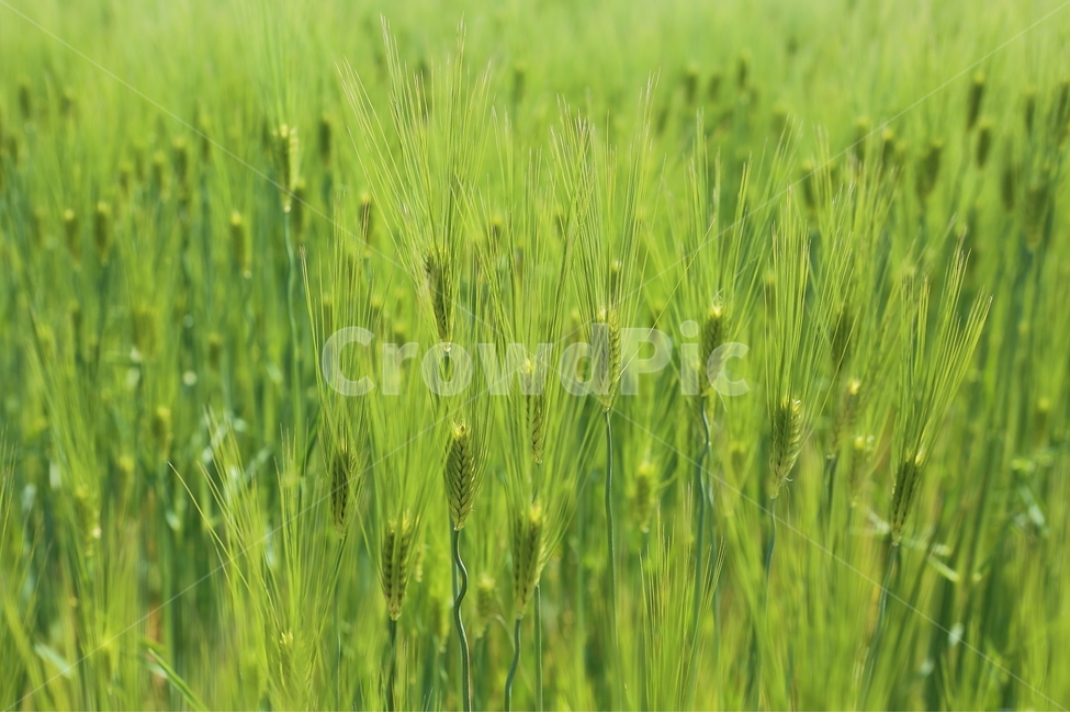 청보리,찔래꽃,꽃,볼,여름,식물,자연,plants,nature