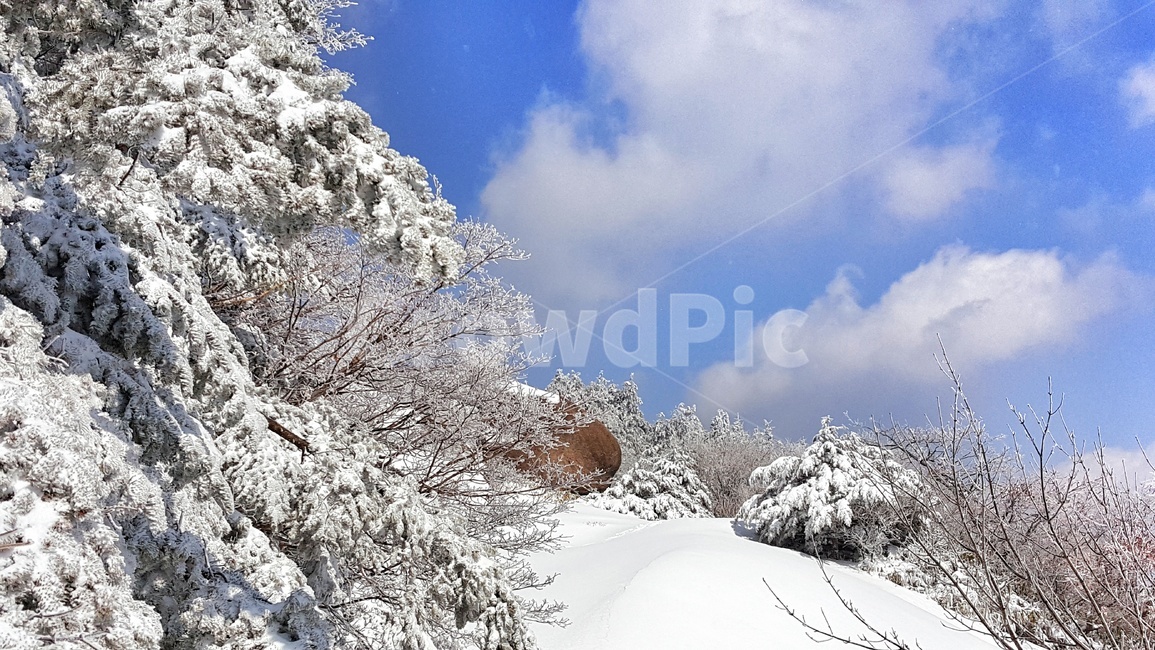 상고대,산,나무,눈,흰눈,하늘,구름,파란하늘,설결,설산,겨울산,속리산,겨울,계절,자연,풍경,winter,season,nature,landscape,눈꽃,겨울,계절,winter,season,자연,풍경,nature,landscape,outdoors,옥외,snow