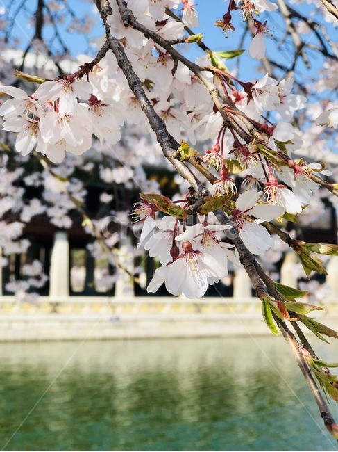 꽃,벚꽃,blossom,flower,plant,식물