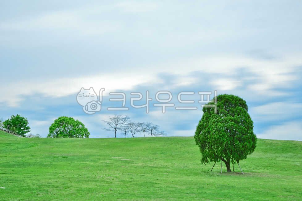 Olympic Park,seoul,big,strong,lonesome,Alone tree,tree,long exposure,park
