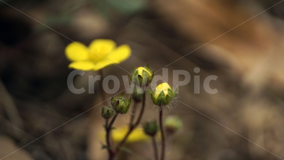봄,꽃,플라워,spring,flower,봄꽃,식물,자연,이파리,풀,산,산속,산길,산책,산보,4월,화단,꽃밭,nature,april,환경,꽃잎,노란꽃,노랑꽃,꽃이피다,꽃이피었다,꽃사진,애기똥풀,벌,꿀벌,일벌,말벌,곤충,bee,insect,벌레,꽃봉오리,식물,자연,plants,nature,봄,계절,spring,season,꽃,flower,plant,sprout,새싹,bud,싹,blossom,geranium,제라늄