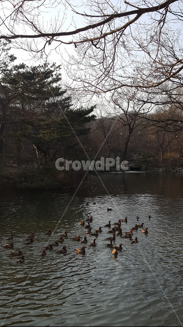 창경궁,연못,창경궁연못,원앙,원앙떼,오리,새,자연,풍경,겨울,겨울풍경,2월,원앙무리,원앙새,동물,animal,조류,새,birds