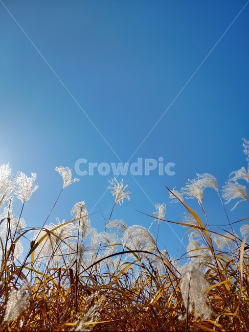 갈대,reed,가을,하늘,outdoors,공원,옥외,자연,nature,푸른하늘,grass,식물,plant,가을,계절,fall,autumn,season,잔디,lawn