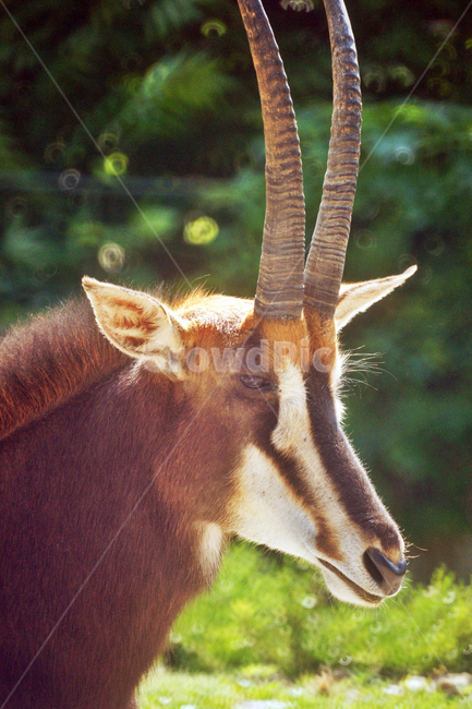 세이블앤틸롭,초식,소과,아프리카,미옴보나무,멸종위기등급,동물,animal,포유류,mammal