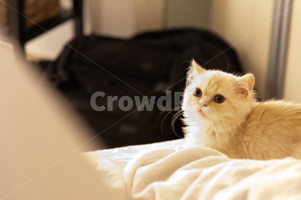 고양이,감성,귀여움,치명적,cute,pretty,cat