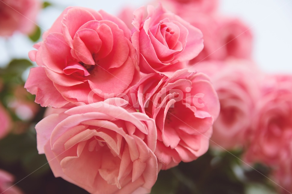 장미꽃,장미,꽃,blossom,flower,식물,plant,식물,자연,plants,nature,꽃,flower