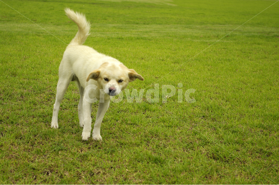 강아지,초원,동물,animal,포유류,애완견,동물,animal,포유류,mammal,개,강아지,dog,doggy