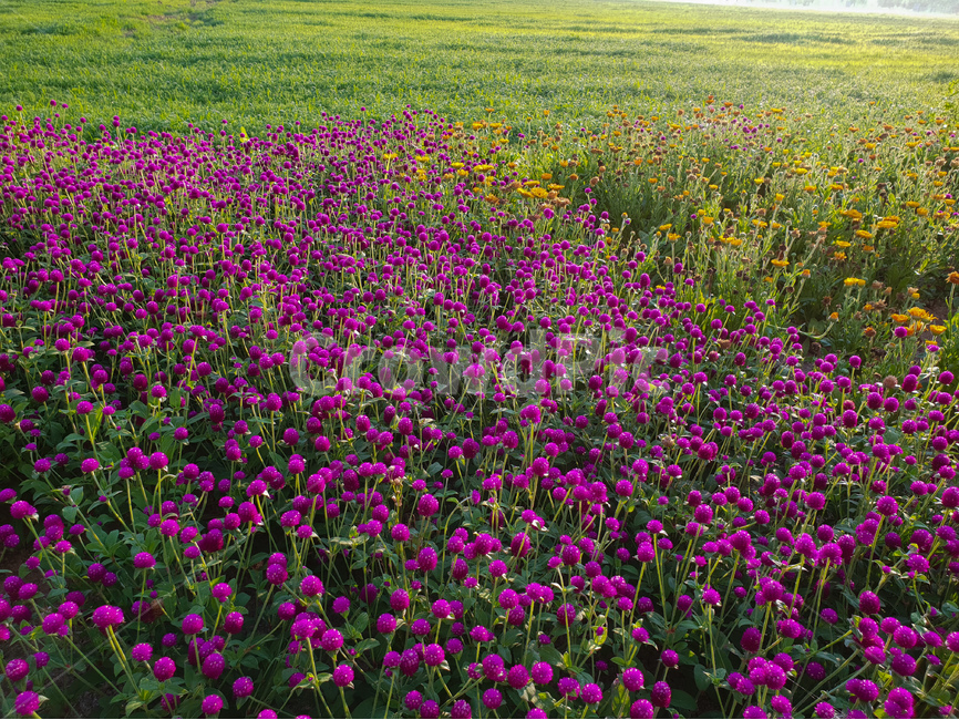 천일홍,꽃,풍경,빛,해,아침,식물,자연,plants,nature,꽃,flower