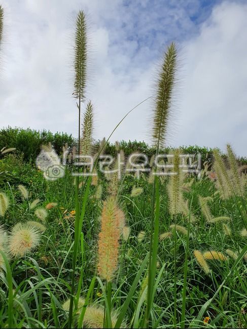 강아지풀, 풀, 잡초, 식물, 자연, 사진,이미지,일러스트,캘리그라피 - 코알라420작가