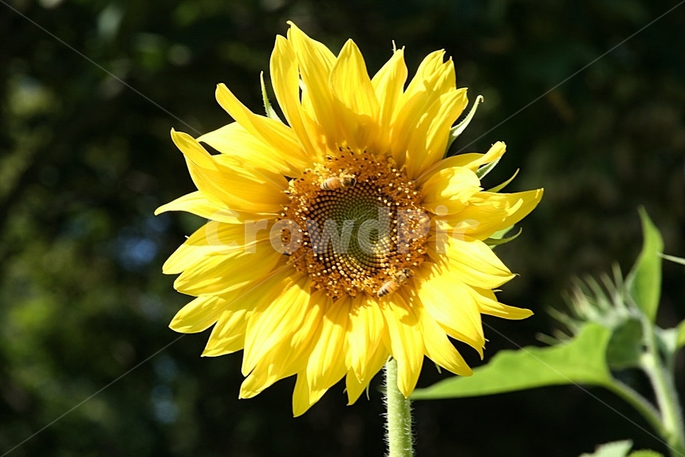 해바라기,plant,식물,flower,꽃,blossom,노랑,자연