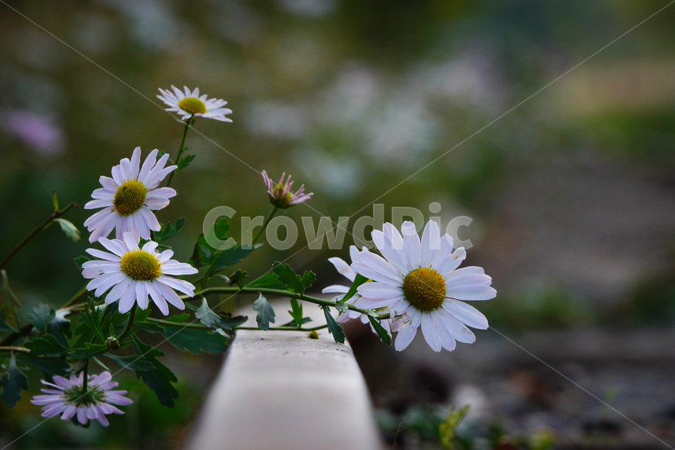 가을,국화과,꽃,흰색,선로,기찻길,철길,기차,향기,가을꽃,flower