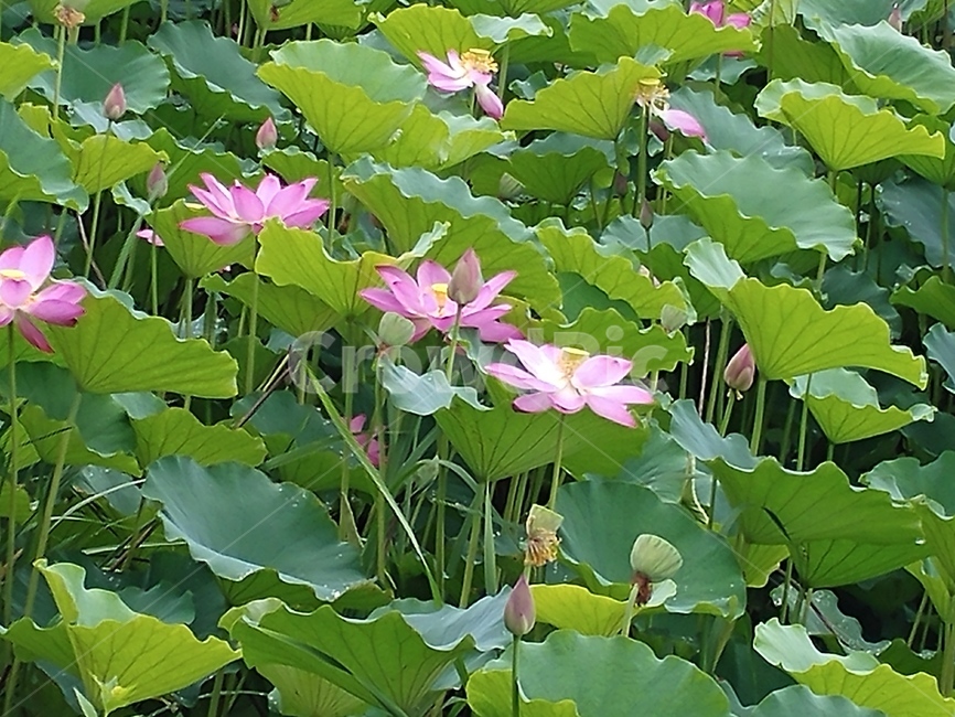 연꽃,lotus,식물,수초,땅속줄기,담수초,련꽃