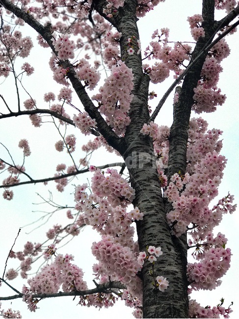 벚꽃,봄,벚나무,분홍꽃,꽃,봄,계절,spring,season,식물,자연,plants,nature,꽃,flower,plant,blossom,cherry blossom
