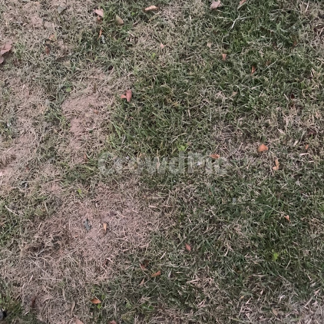 ground,바닥,grass,잔디,plant,식물,식물,자연,plants,nature