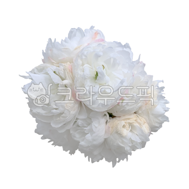 Fresh flower icon,white flower,spring plants,flowerbouquet,Flower Nokki,flower sticker,spring,spring flowers,fresh flowers,petal,Fresh flowers,flowerarrangement,white,flower icon,white bouquet,flower png,plant noodle,fresh flower sticker,nature,plant png,
